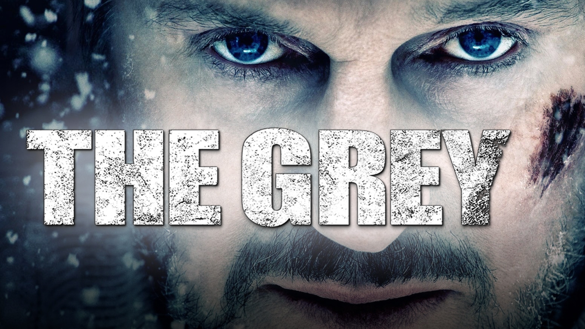 Stream The Grey Online Download and Watch HD Movies Stan