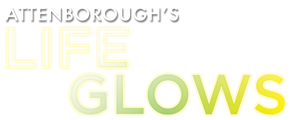 Attenborough's Life that Glows