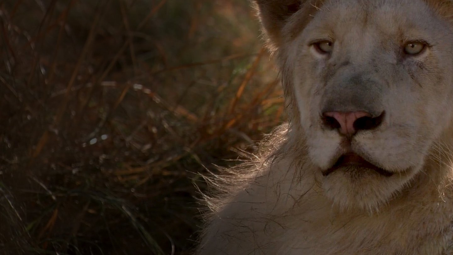 White Lion