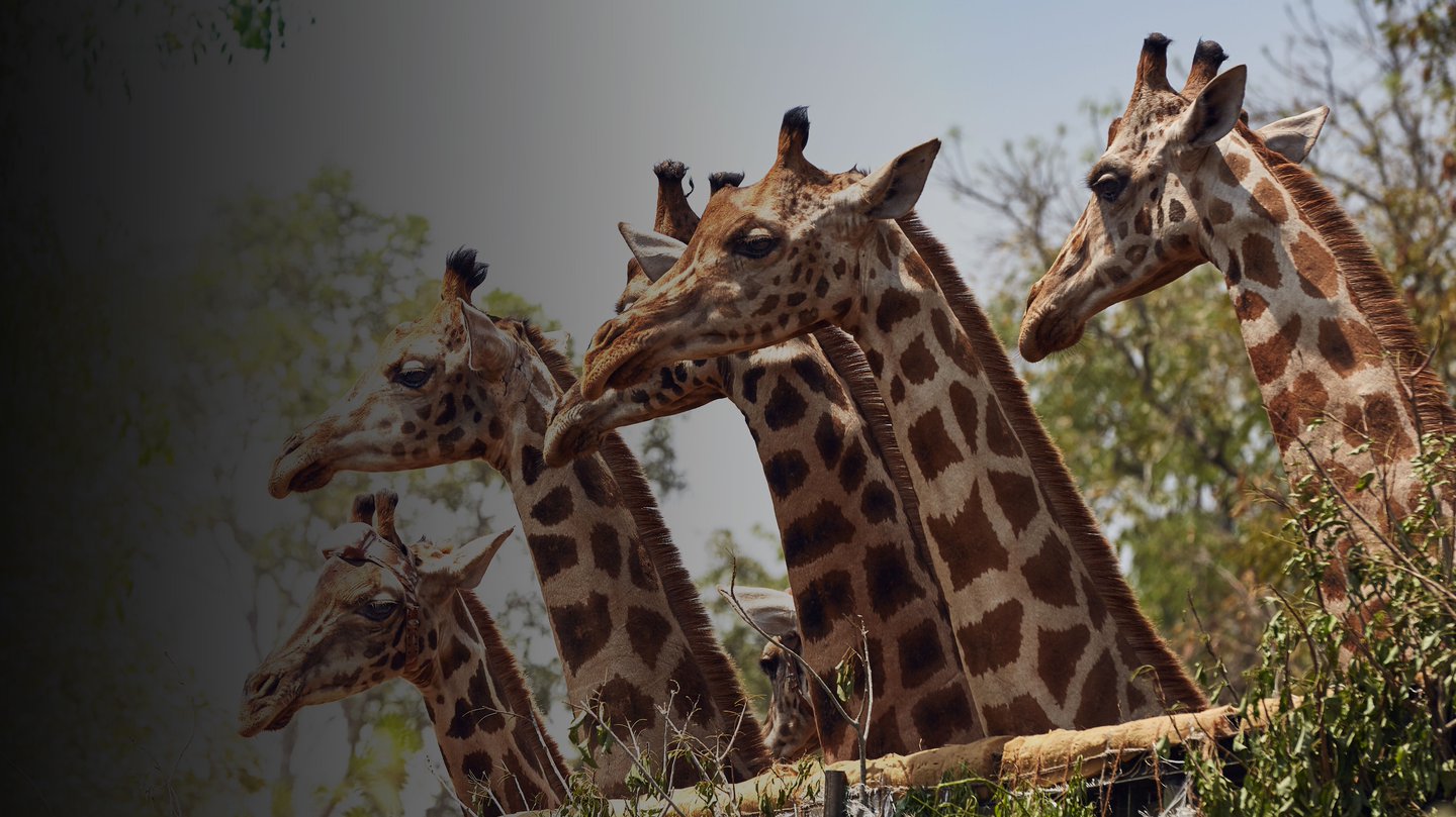 Natural World: Giraffes - Africa's Gentle Giants