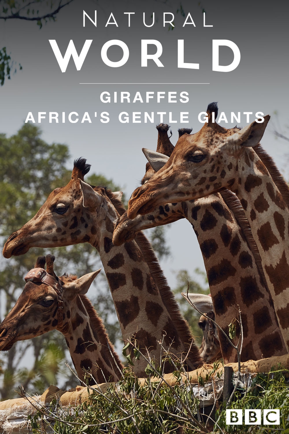 NATIONAL GEOGRAPHIC NATURE MOVIES visual data 7