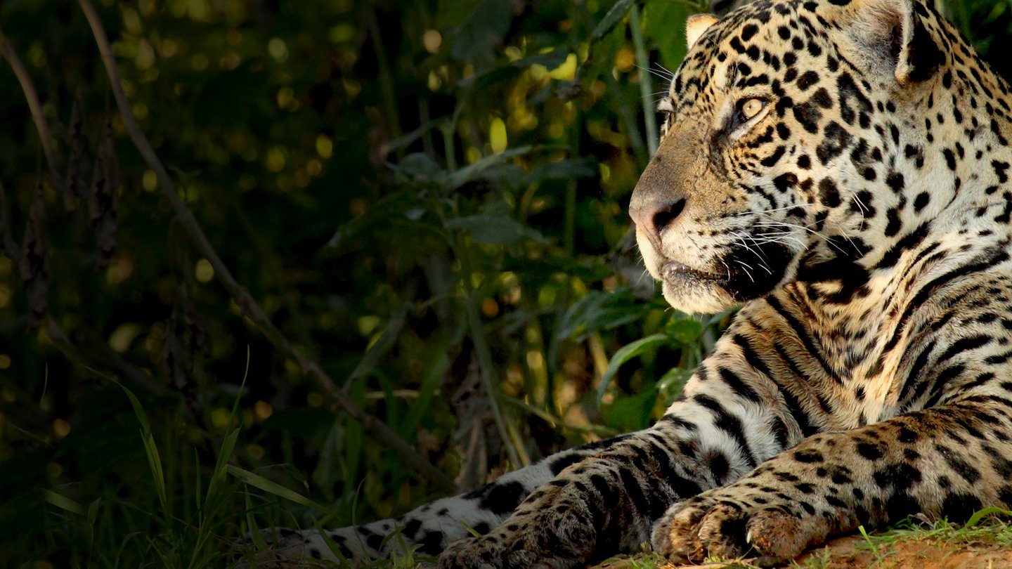 Natural World: Jaguars - Brazil's Super Cats