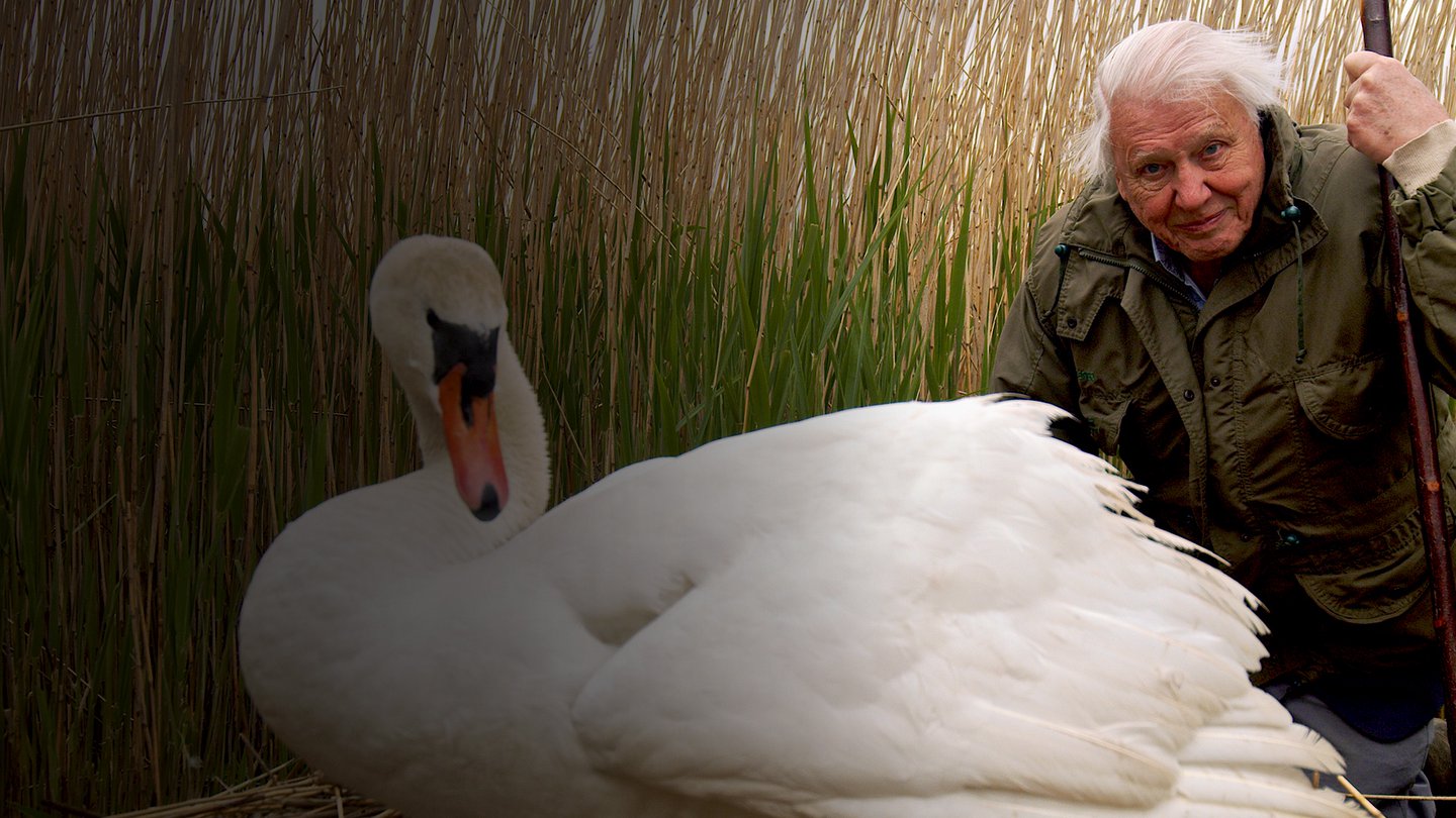 Natural World: Attenborough's Wonder Of Eggs