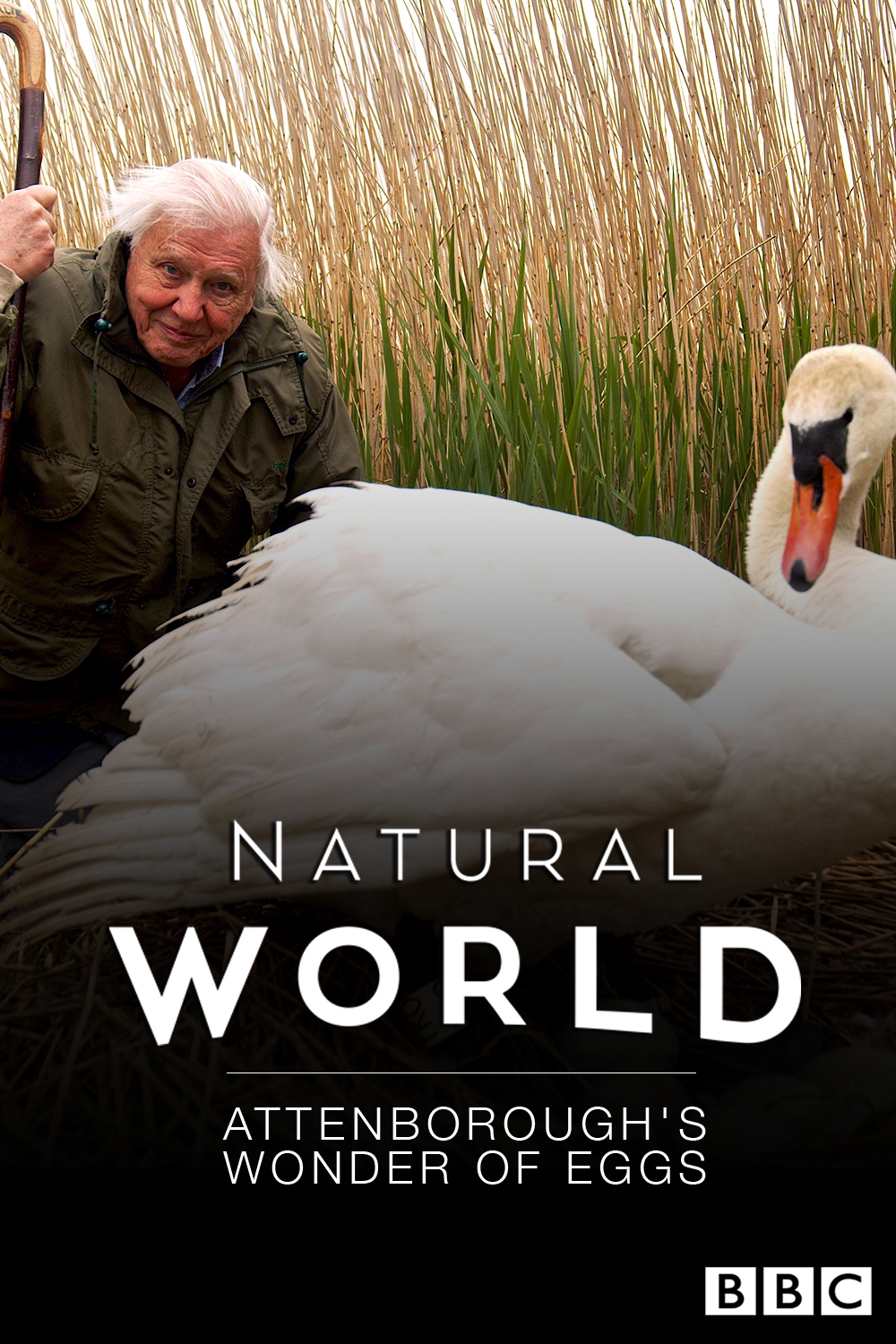 Watch David Attenborough TV Shows & Movies Online | Stan