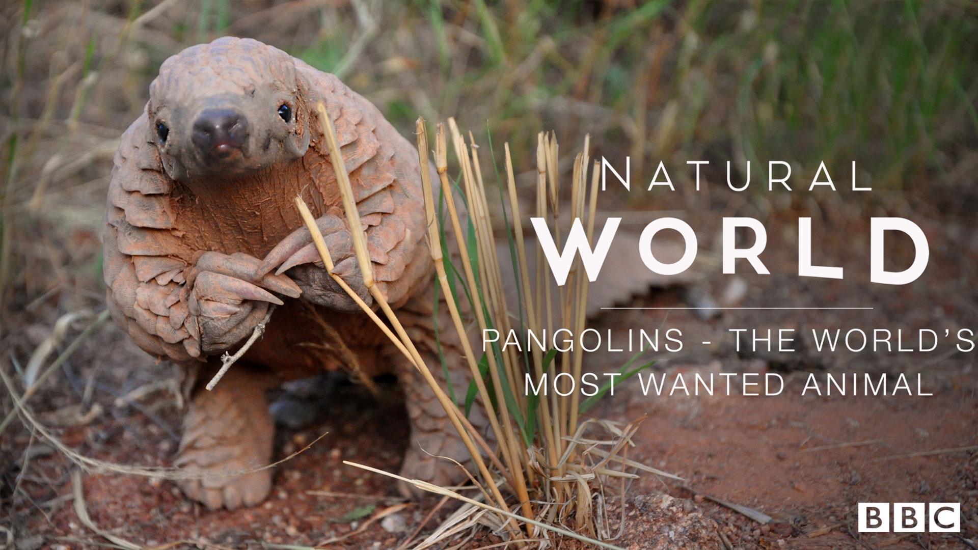 Stream Natural World: Pangolins - The World's Most Wanted Animal Online ...