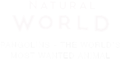 Natural World: Pangolins - The World's Most Wanted Animal