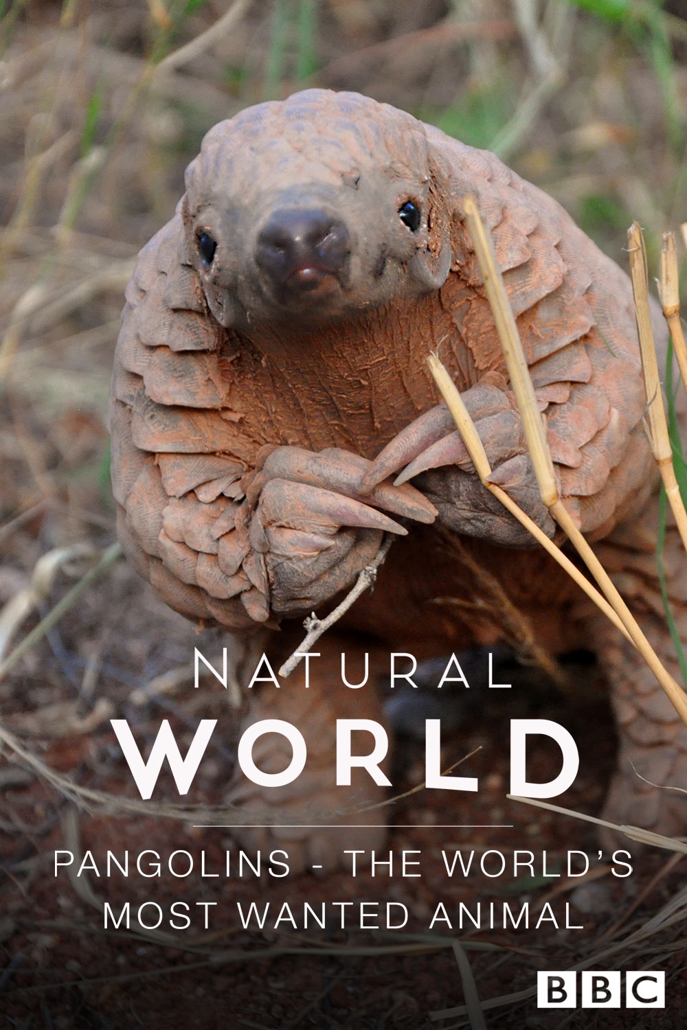 Stream Natural World: Pangolins - The World's Most Wanted Animal Online |  Download and Watch HD Movies | Stan