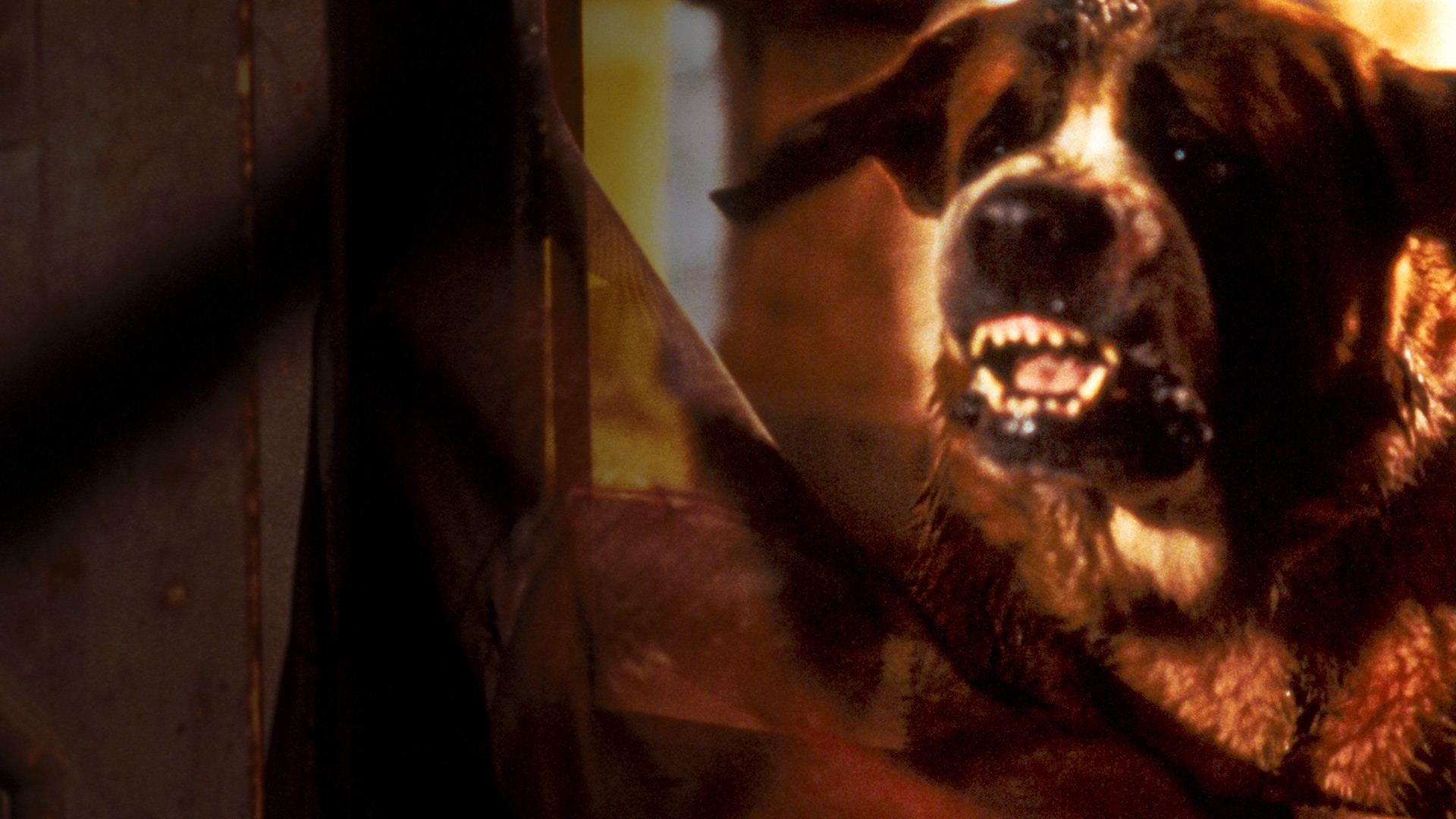 35 Years Later, Cujo Remains a Scary, Shaky Stephen King Adaptation | The  Spool