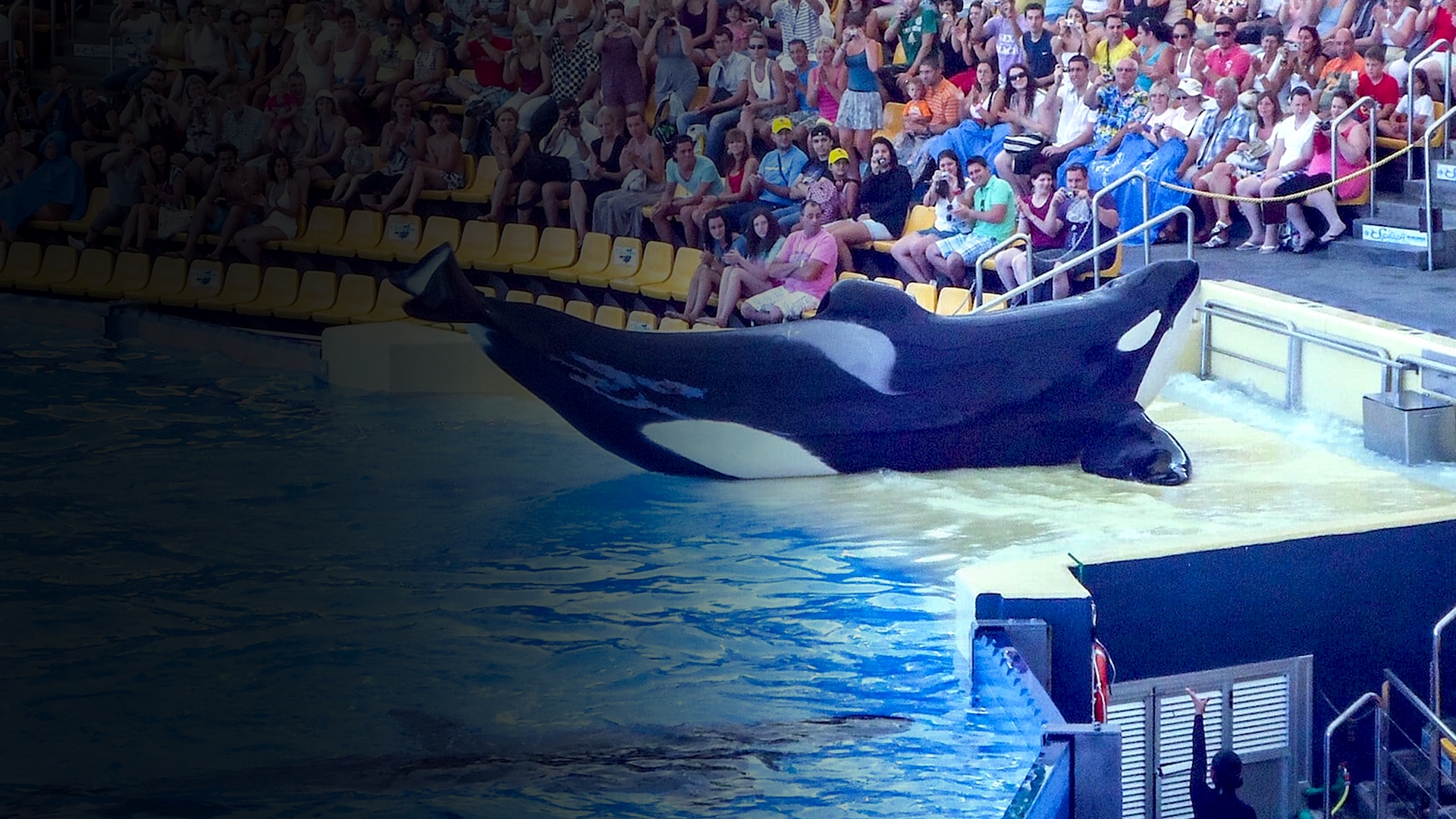 Chinese students pledge not to watch “Blackfish” perform