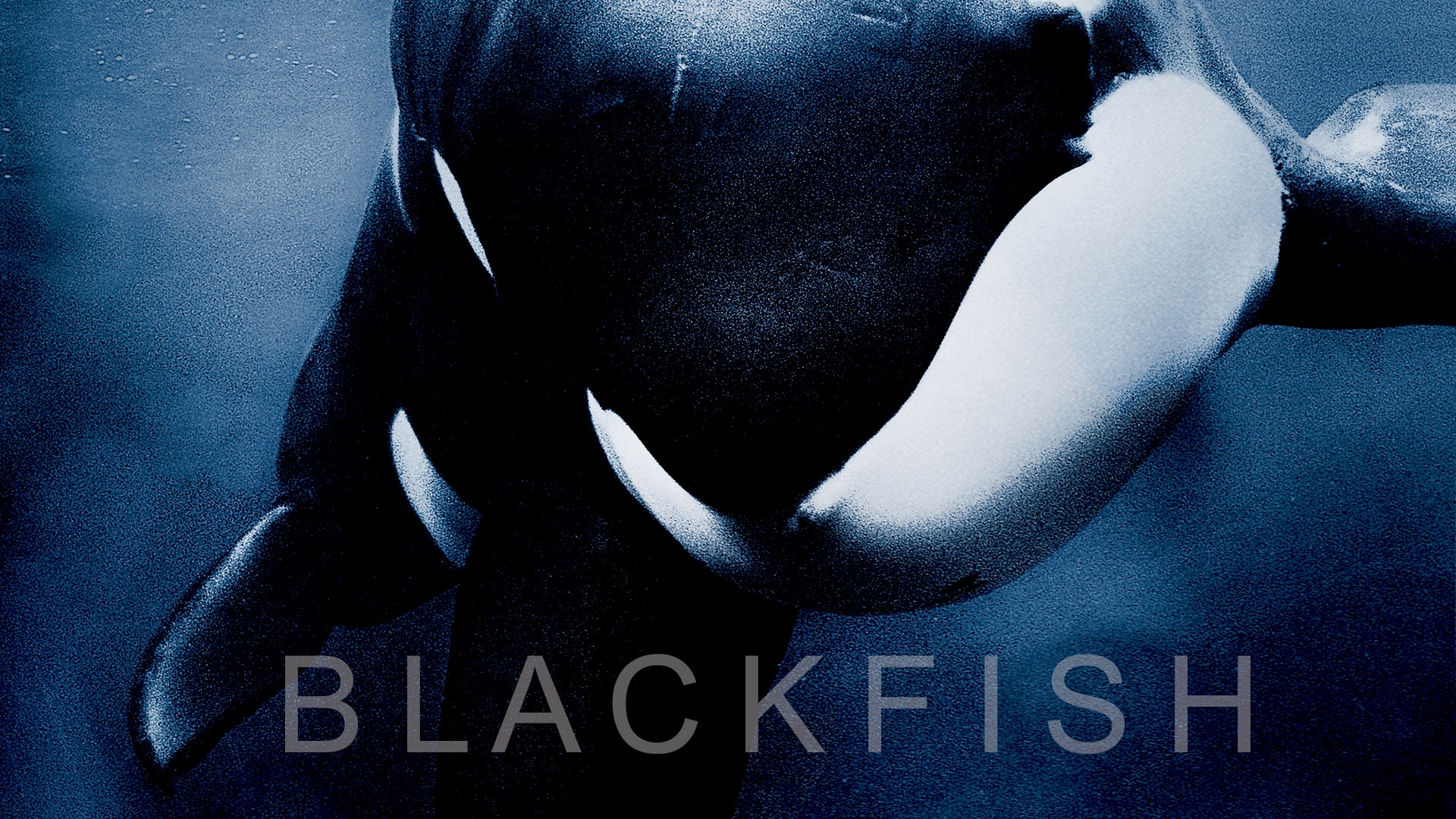Stream Blackfish Online Download and Watch HD Movies Stan