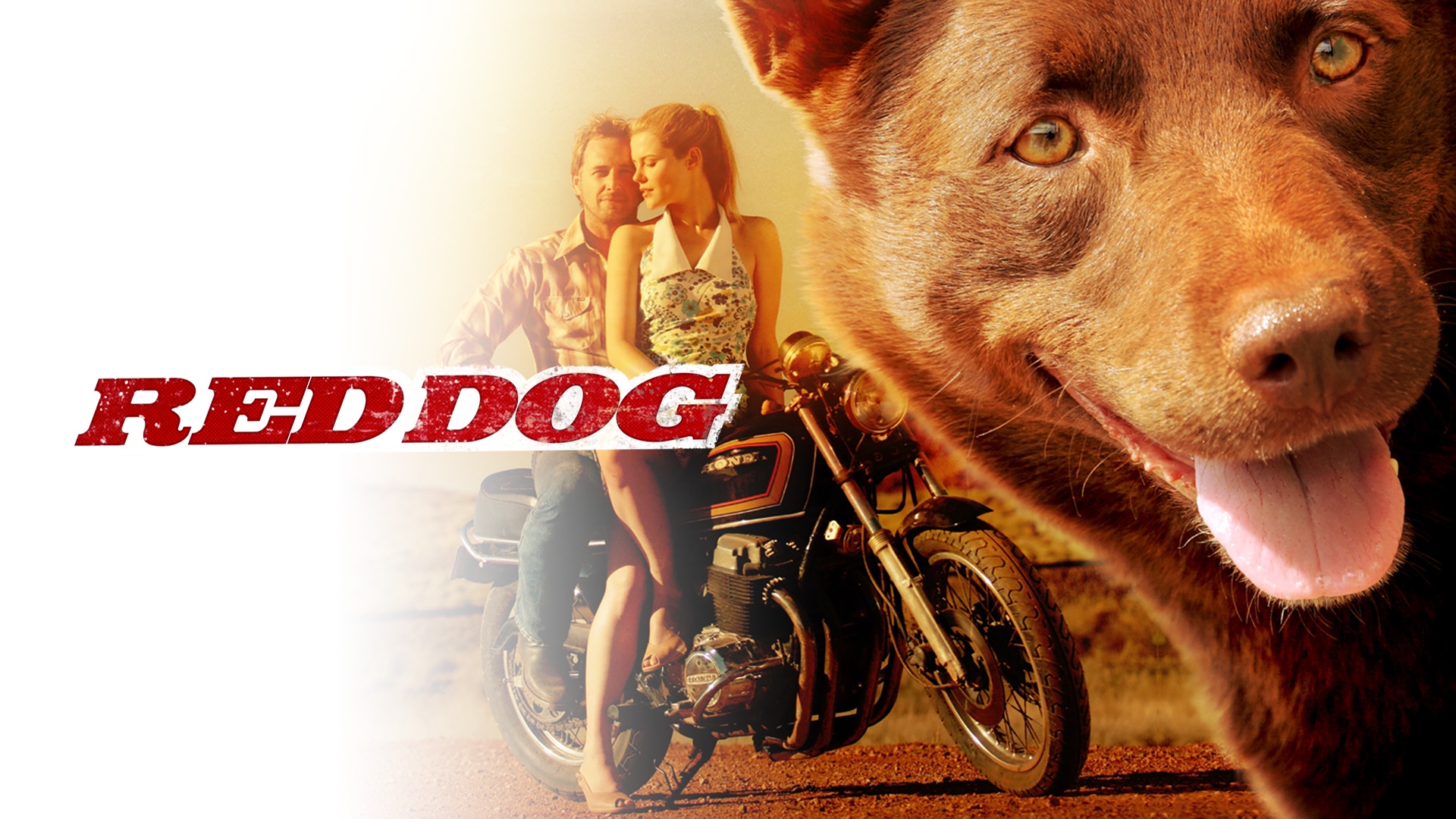 stream-red-dog-online-download-and-watch-hd-movies-stan