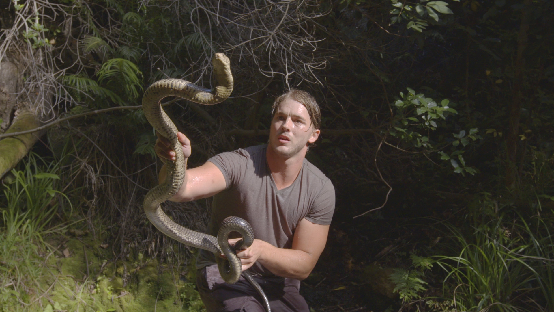 Watch Deadliest Snakes of South Africa Online | Stream Season 1 Now | Stan