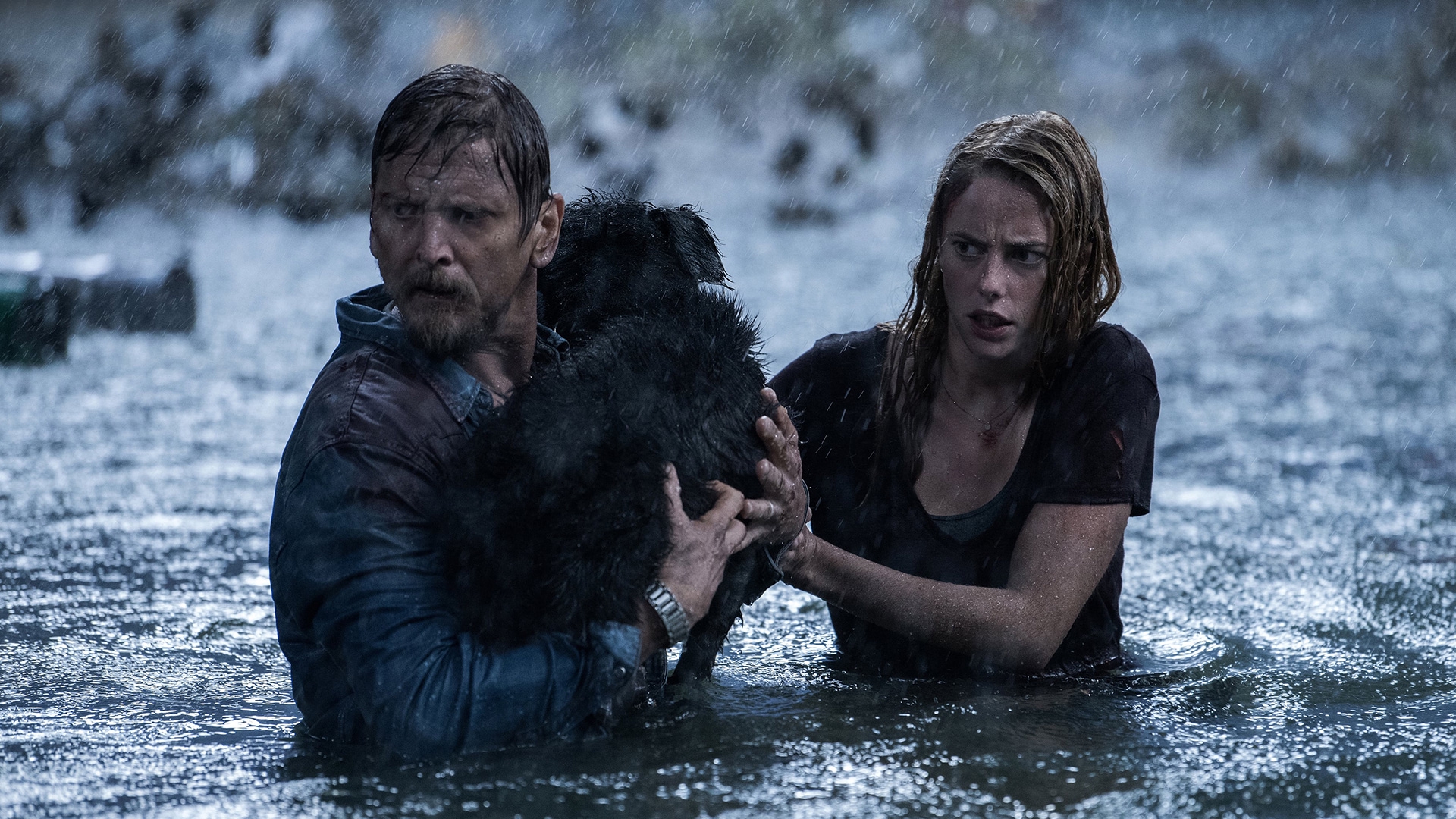 Watch crawl 2019 online free online