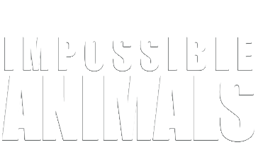 Impossible Animals