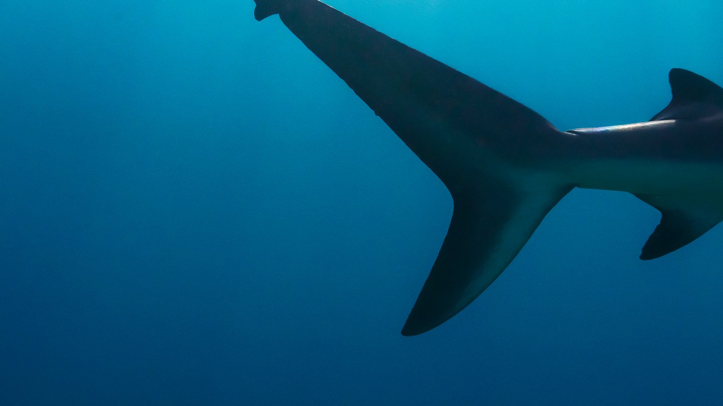 Shark with Steve Backshall