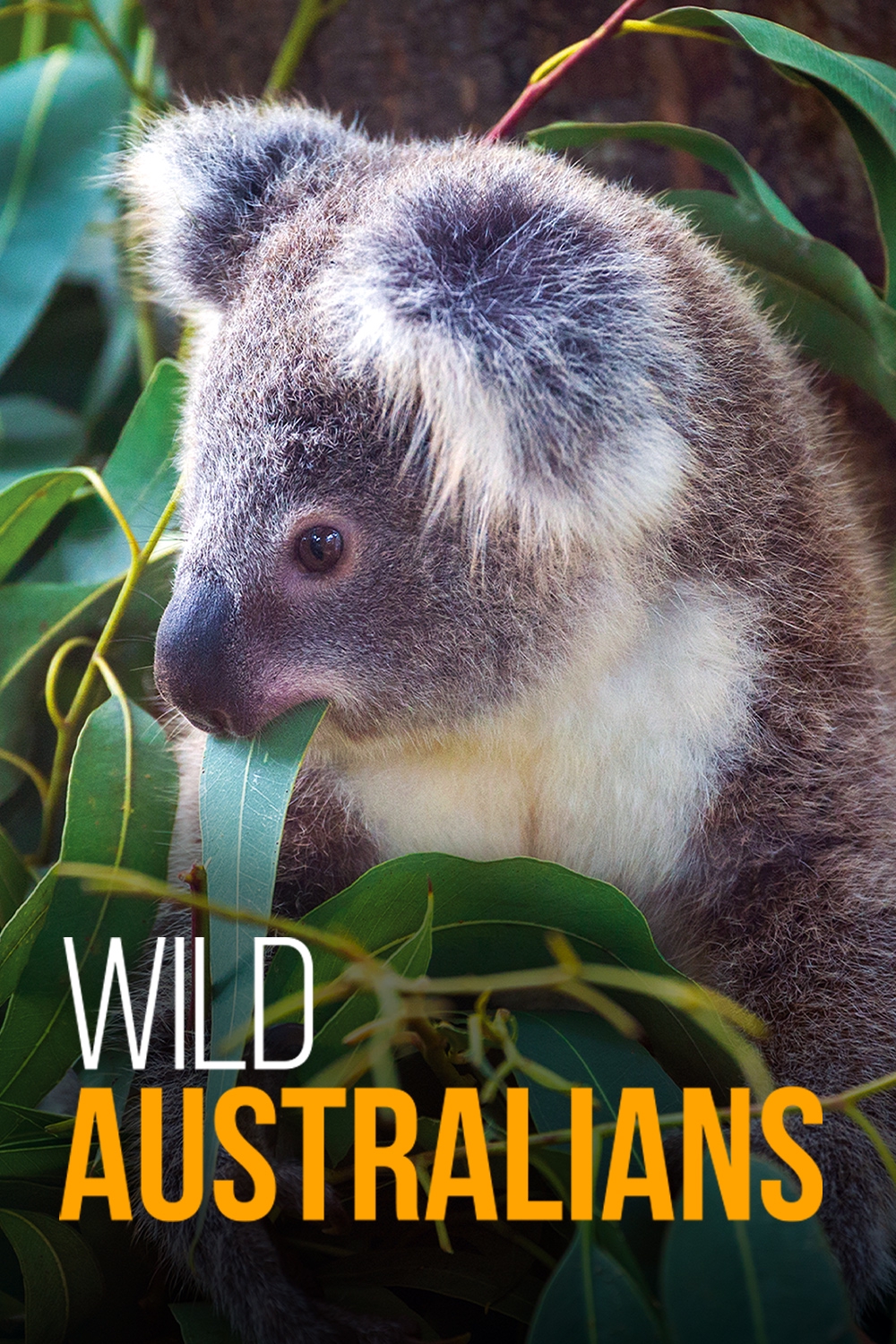 Watch Wild Australians Online | Stream Season 1 Now | Stan
