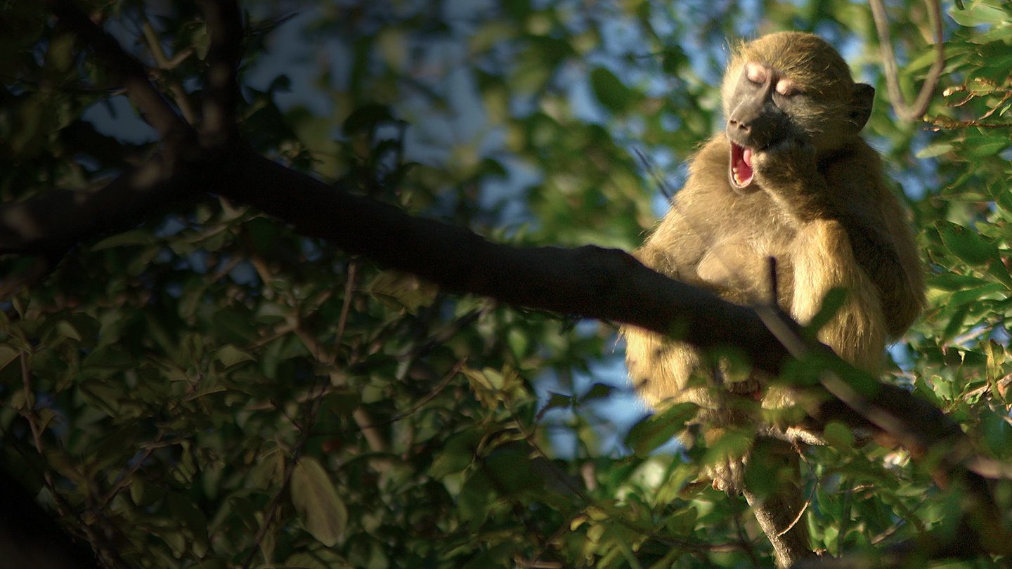 Gangs of Baboon Falls